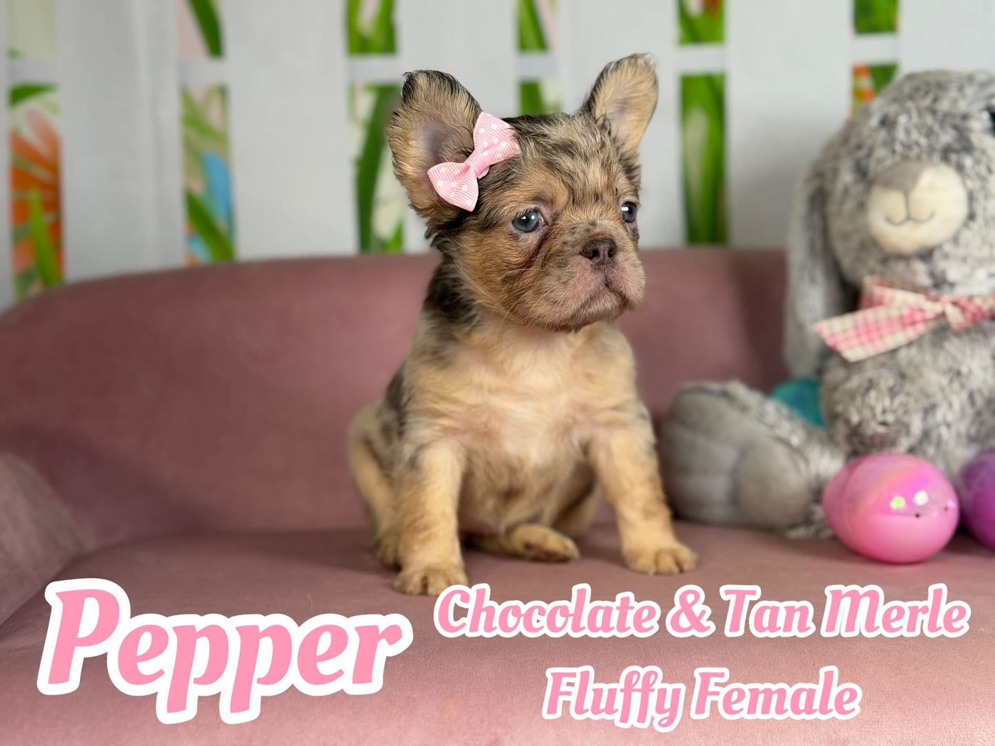 Pepper - Chocolate Merle Fluffy - RESERVED