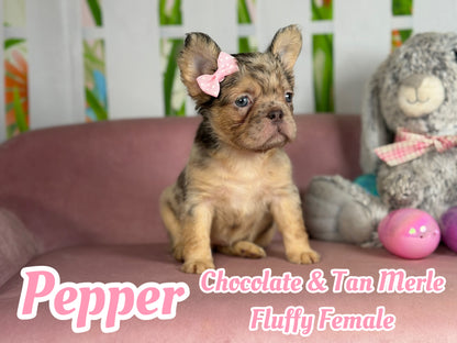 Pepper - Chocolate Merle Fluffy - RESERVED