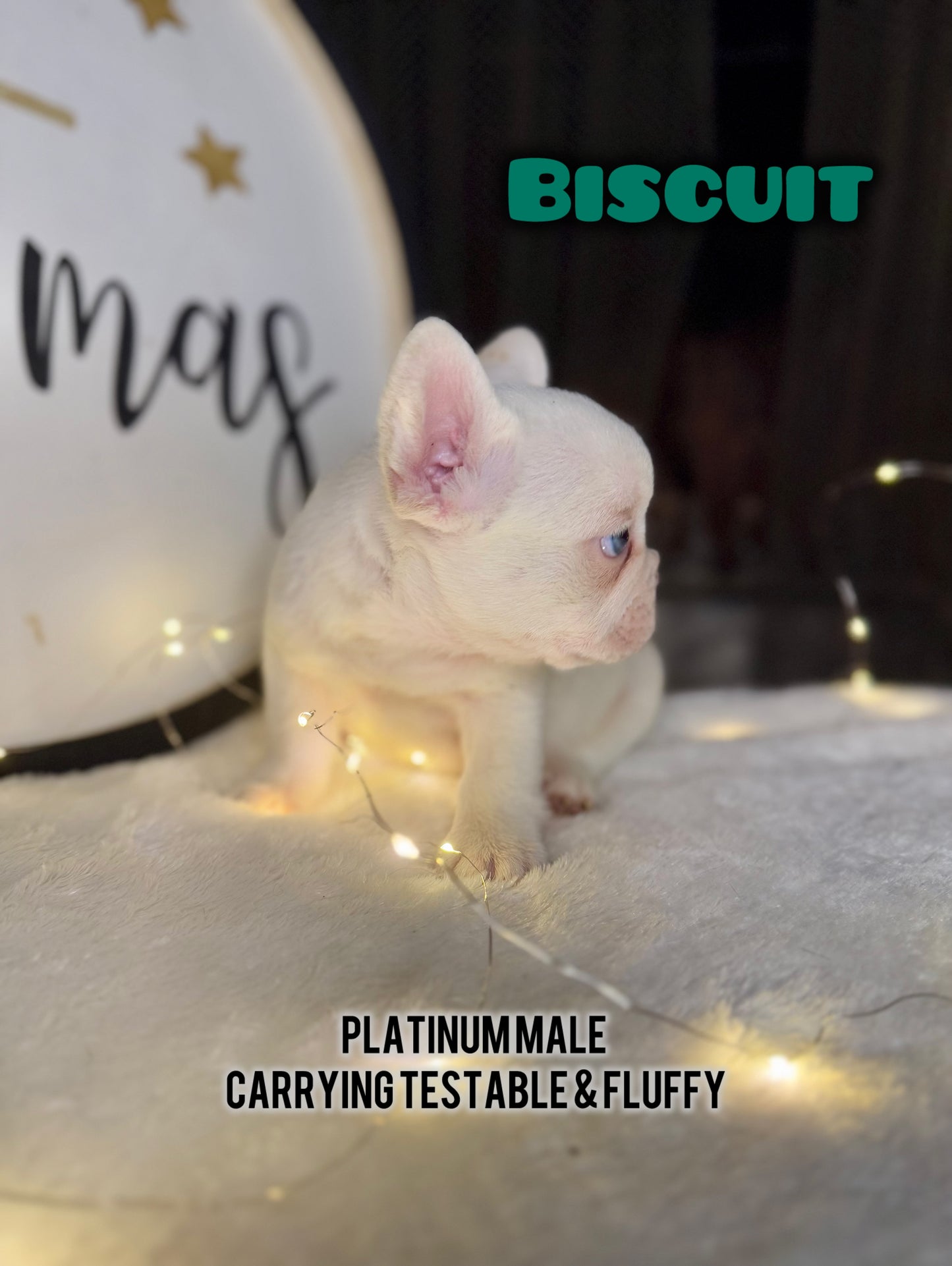 Biscuit- Male Platinum