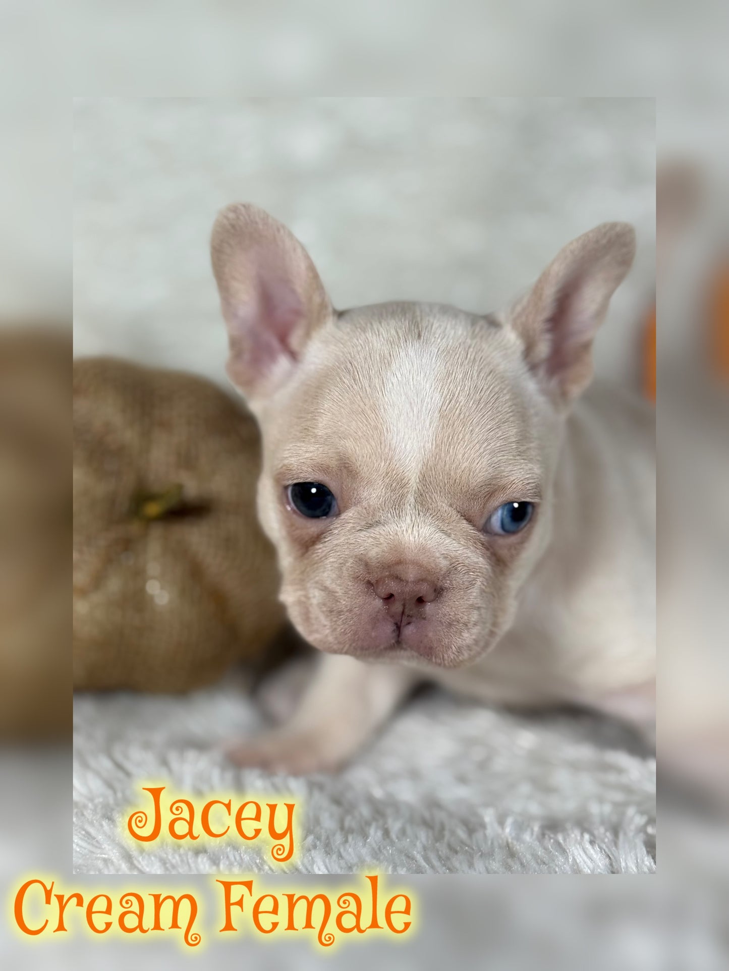 Jacey - Cream 1 BLUE eye