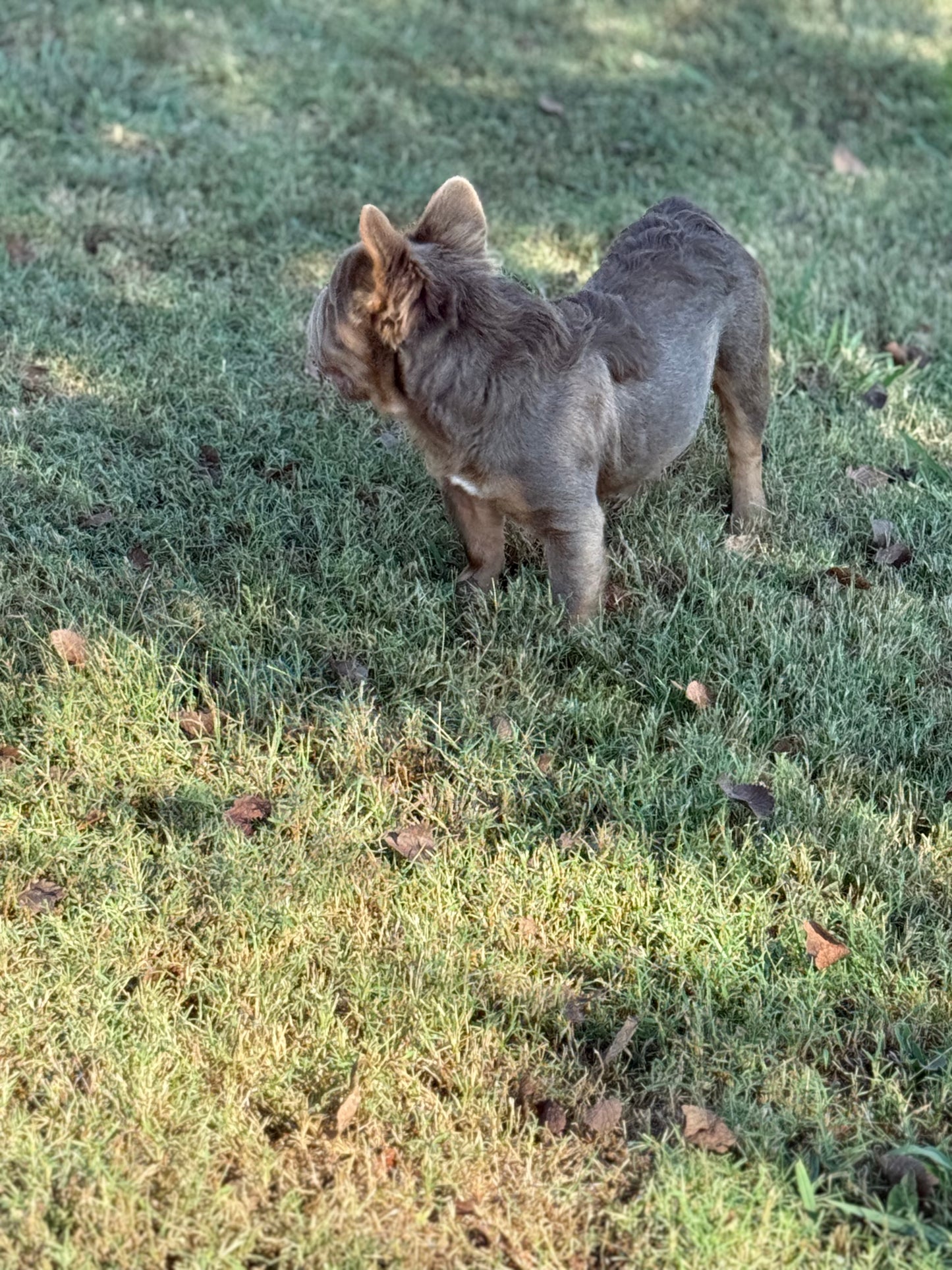 Roulette - Isabella & Tan Big Rope Fluffy Carries Coco & Pied EARLY INTRO $1000
