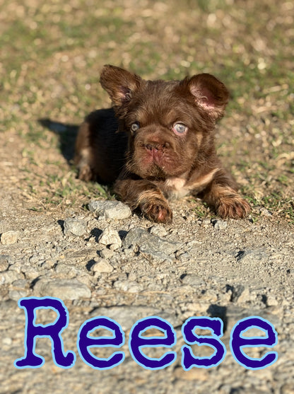 Reese
