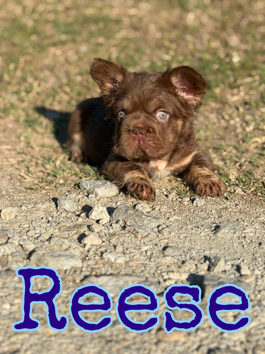 Reese