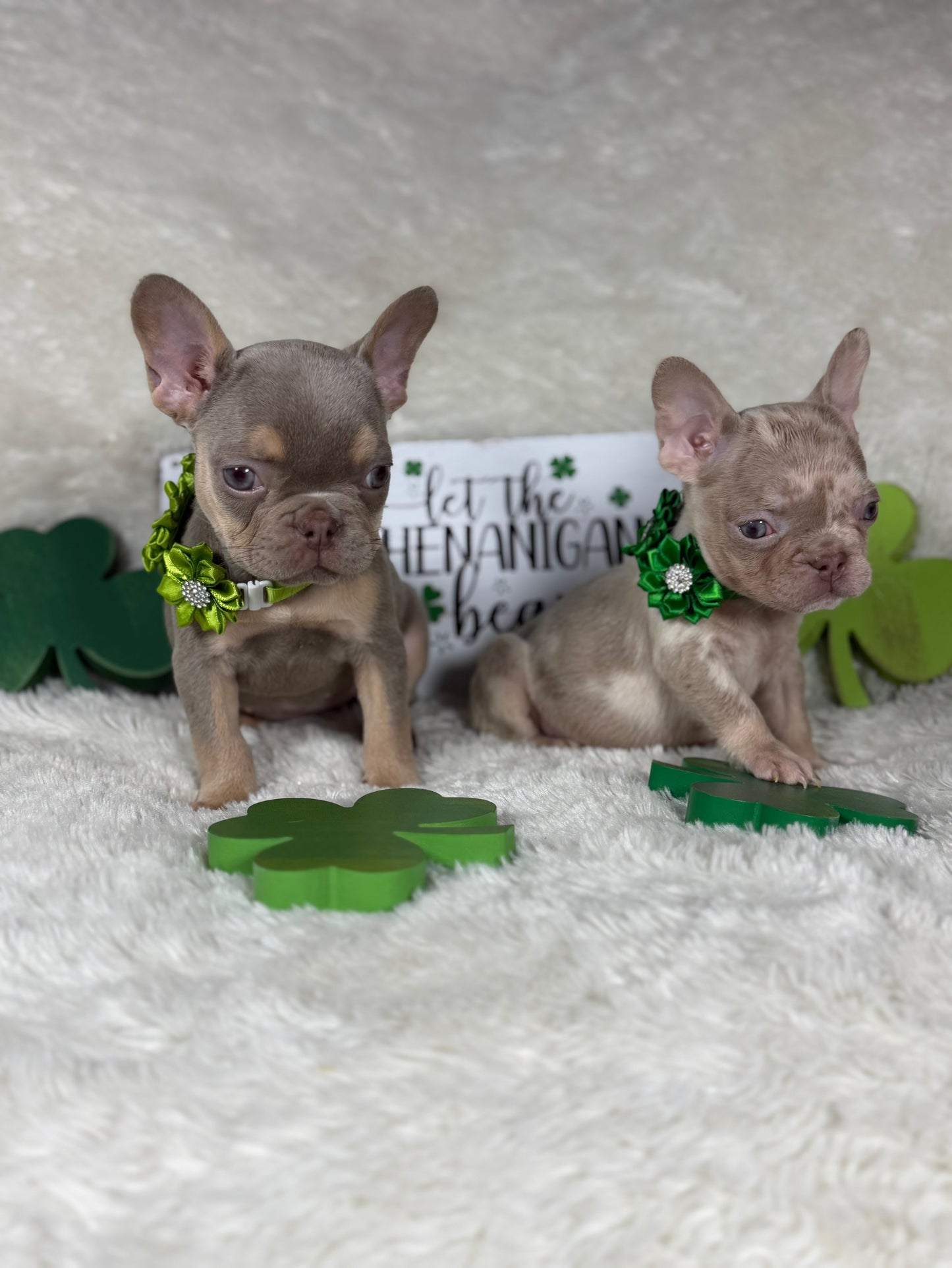 Dovie - Isabella & Tan Merle