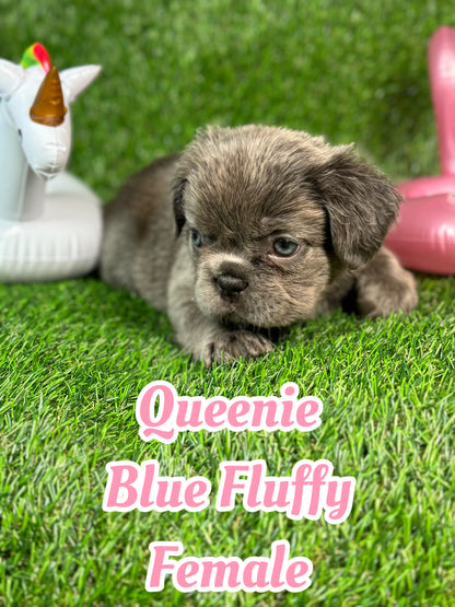 Queenie - Blue Visual Fluffy Female