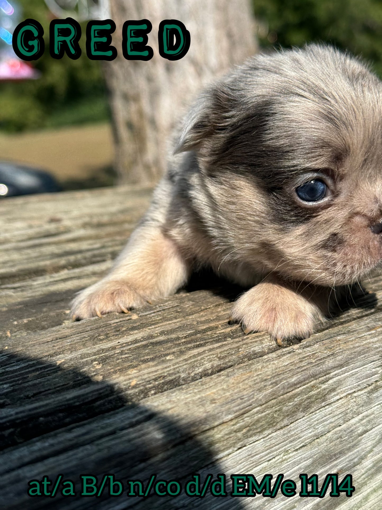 Greed - Male Blue Merle Visual Fluffy Carries Testable, Coco and Cream RESERVED