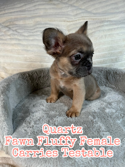 Quartz - Blue Fawn Fluffy Female