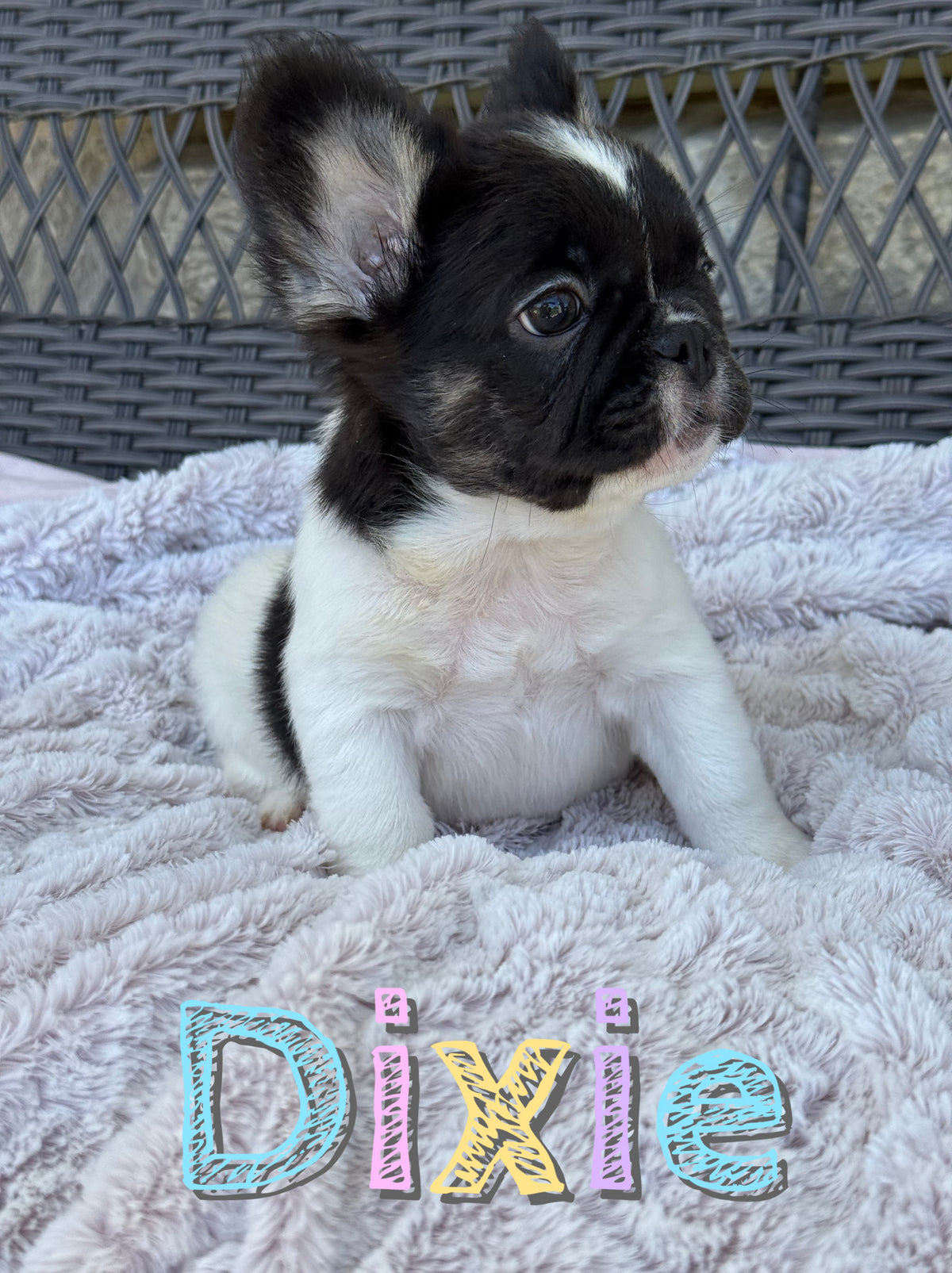 Dixie