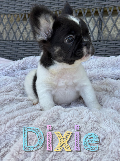 Dixie