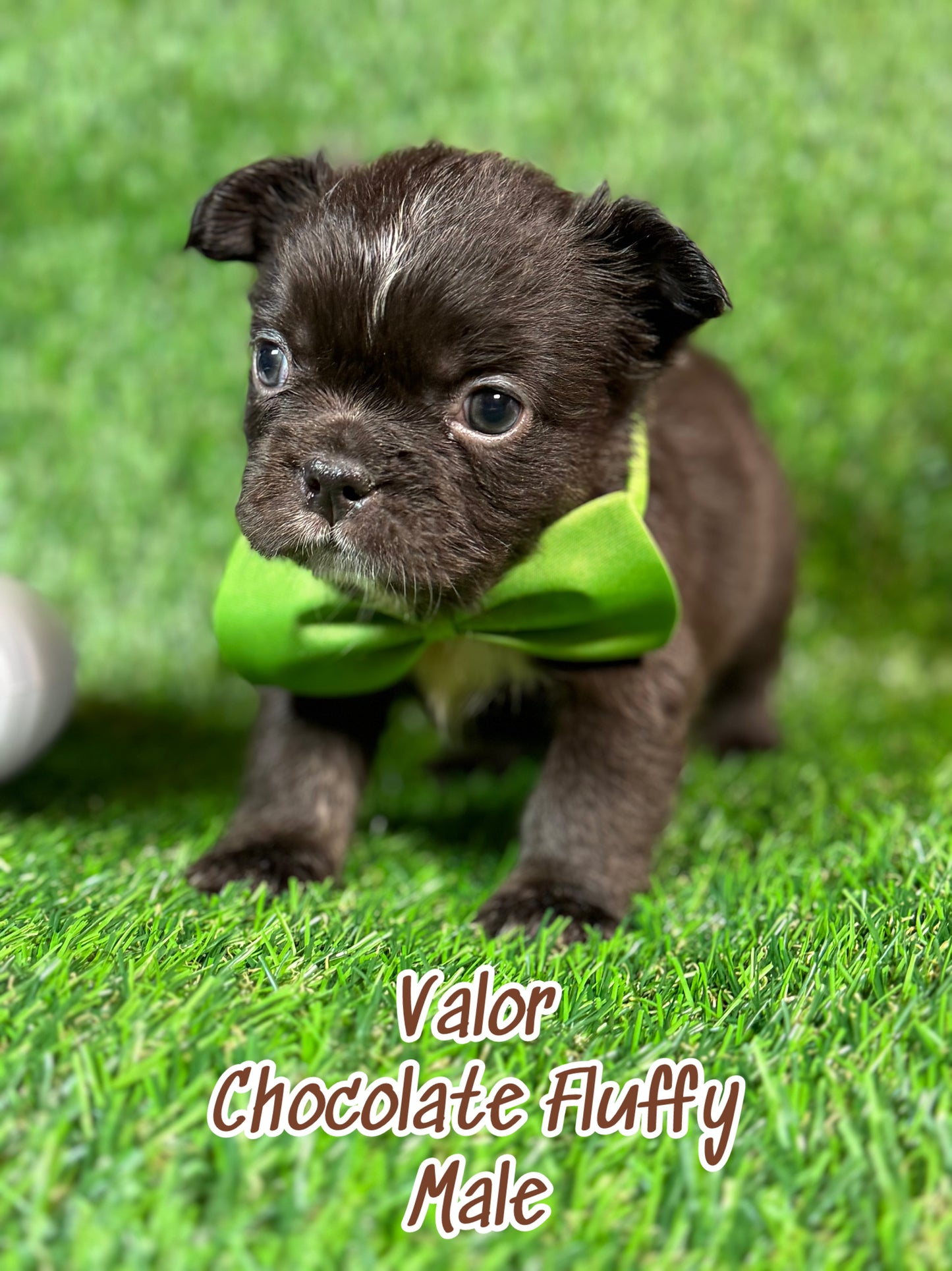 Valor - Male Chocolate Fluffy