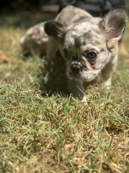 Winnie - Female Blue Merle Fluffy