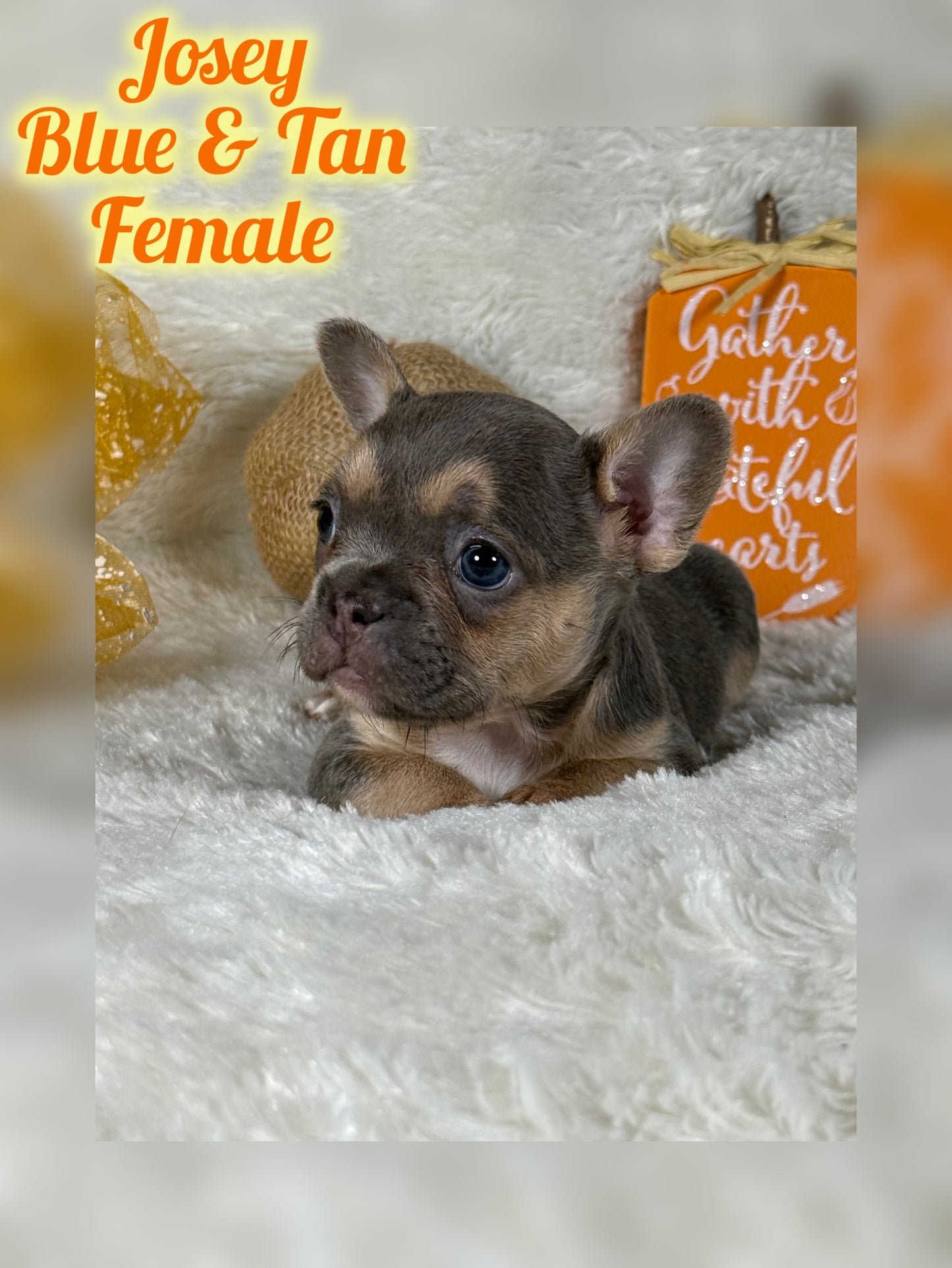 Josey - Blue & Tan - RESERVED