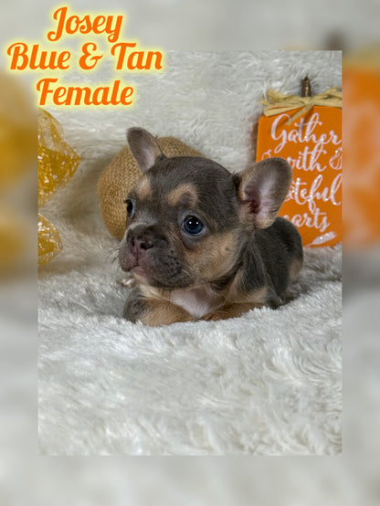 Josey - Blue & Tan - RESERVED