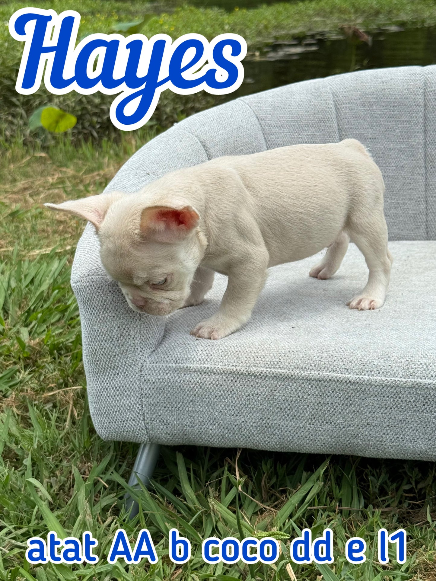 Hayes - Male Caramel & Tan Big Rope
