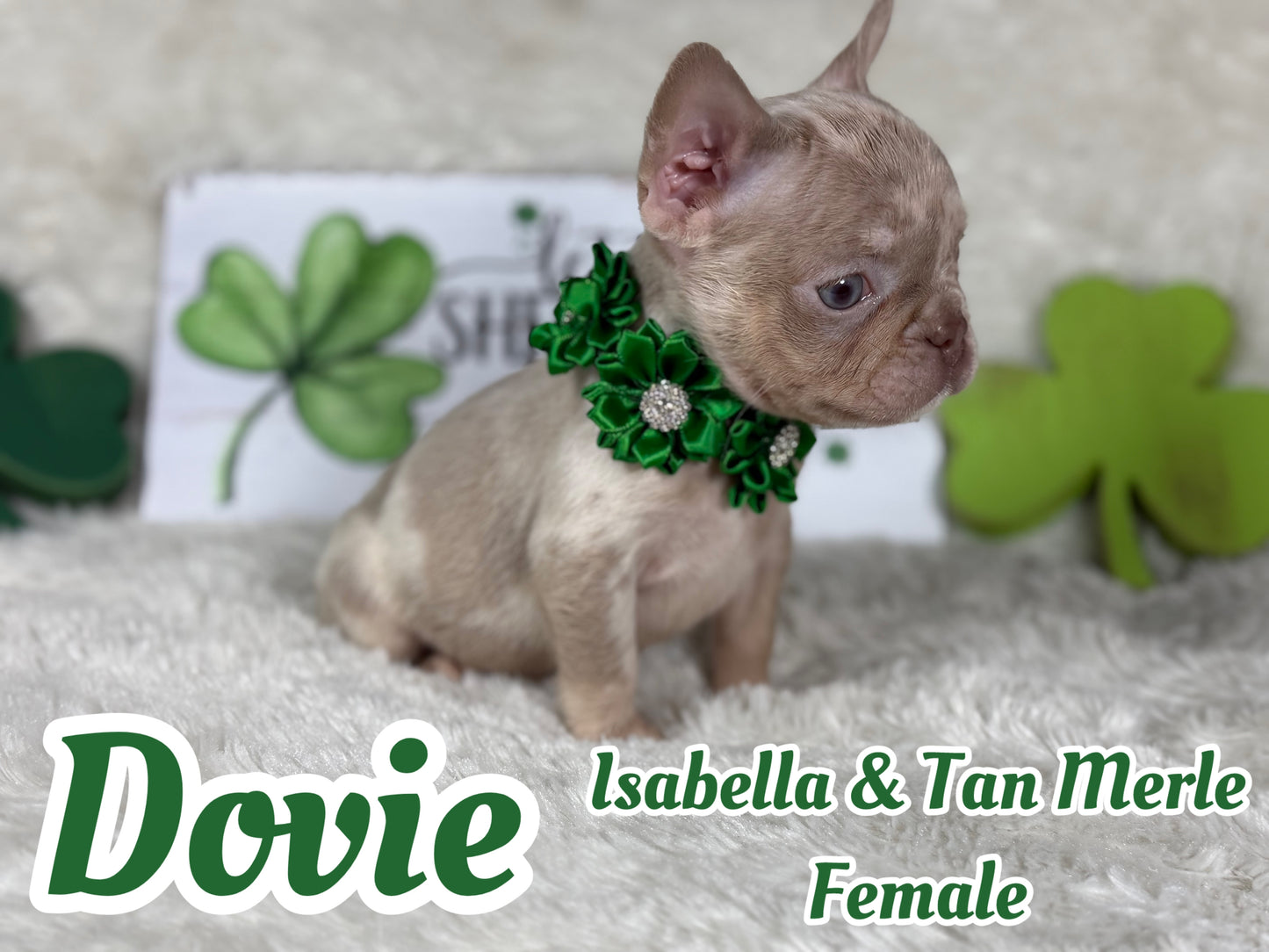 Dovie - Isabella & Tan Merle
