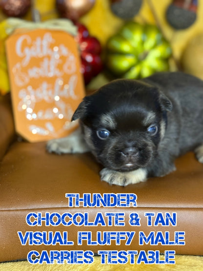 Thunder - Male Chocolate & Tan