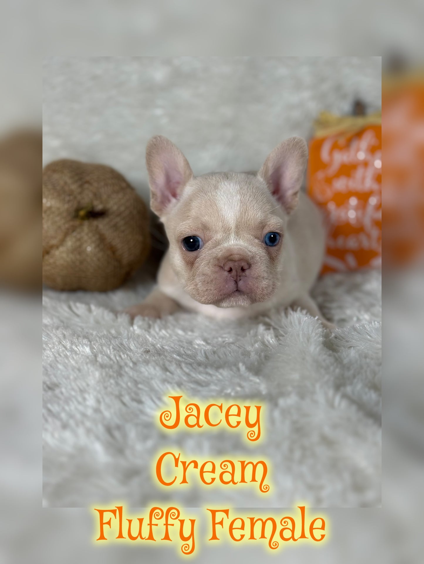 Jacey - Cream 1 BLUE eye