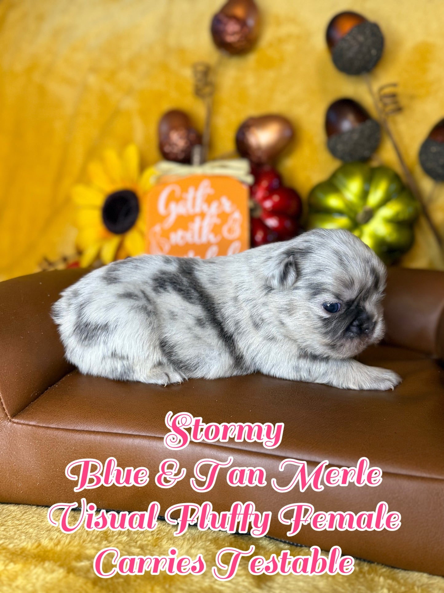 Stormy - Female Blue & Tan Merle