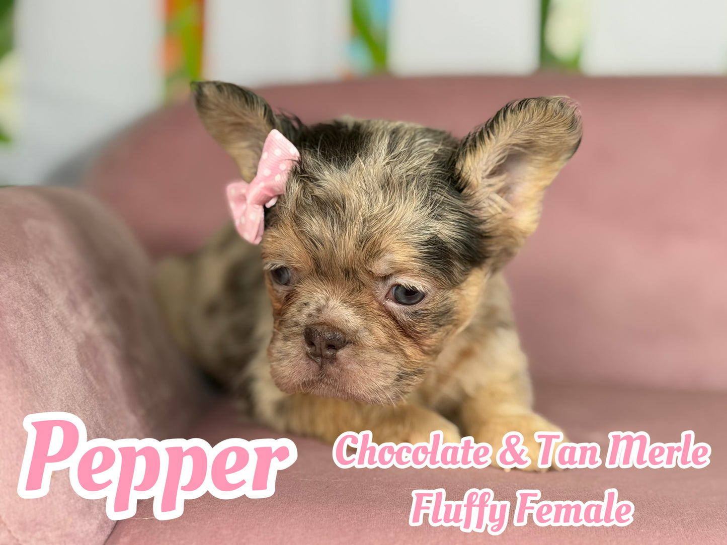 Pepper - Chocolate Merle Fluffy - RESERVED