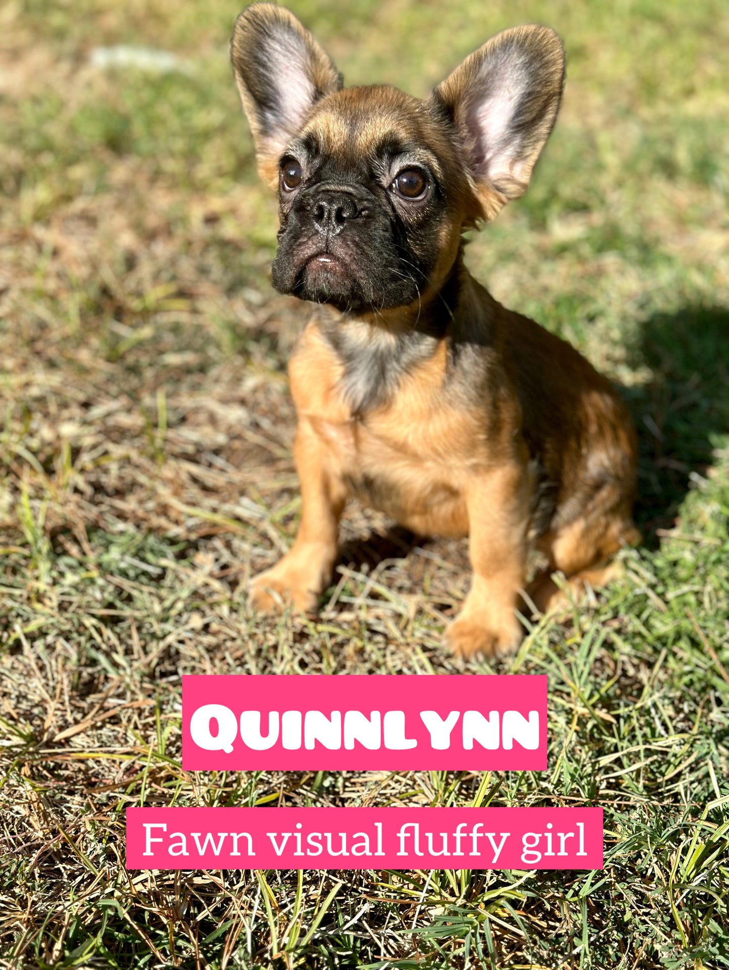 Quinlynn - Fawn Fluffy Female