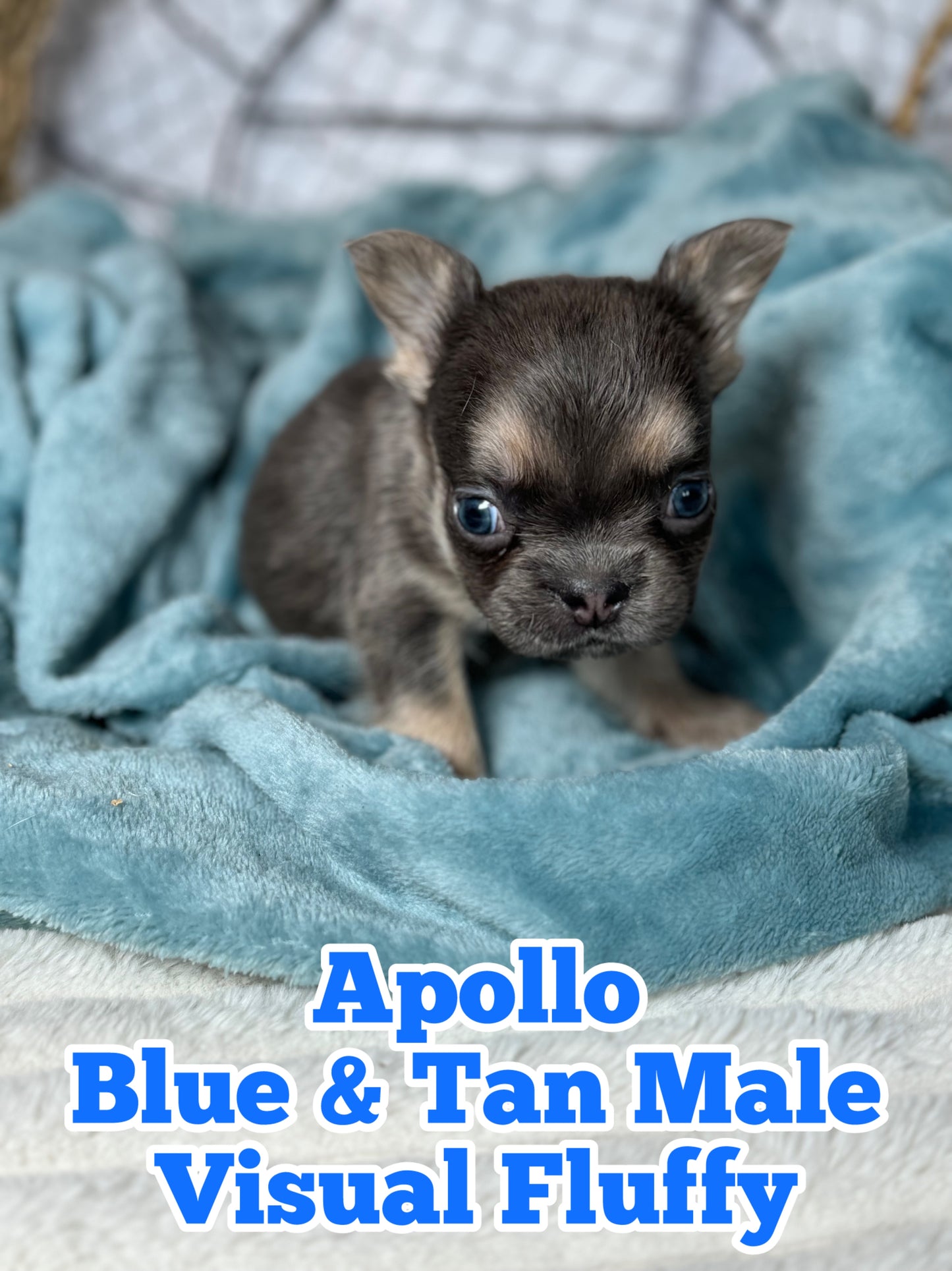 Apollo - Male Blue & Tan Visual Fluffy