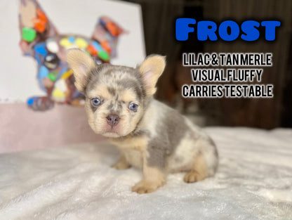 Frost - Male Lilac & Tan Merle