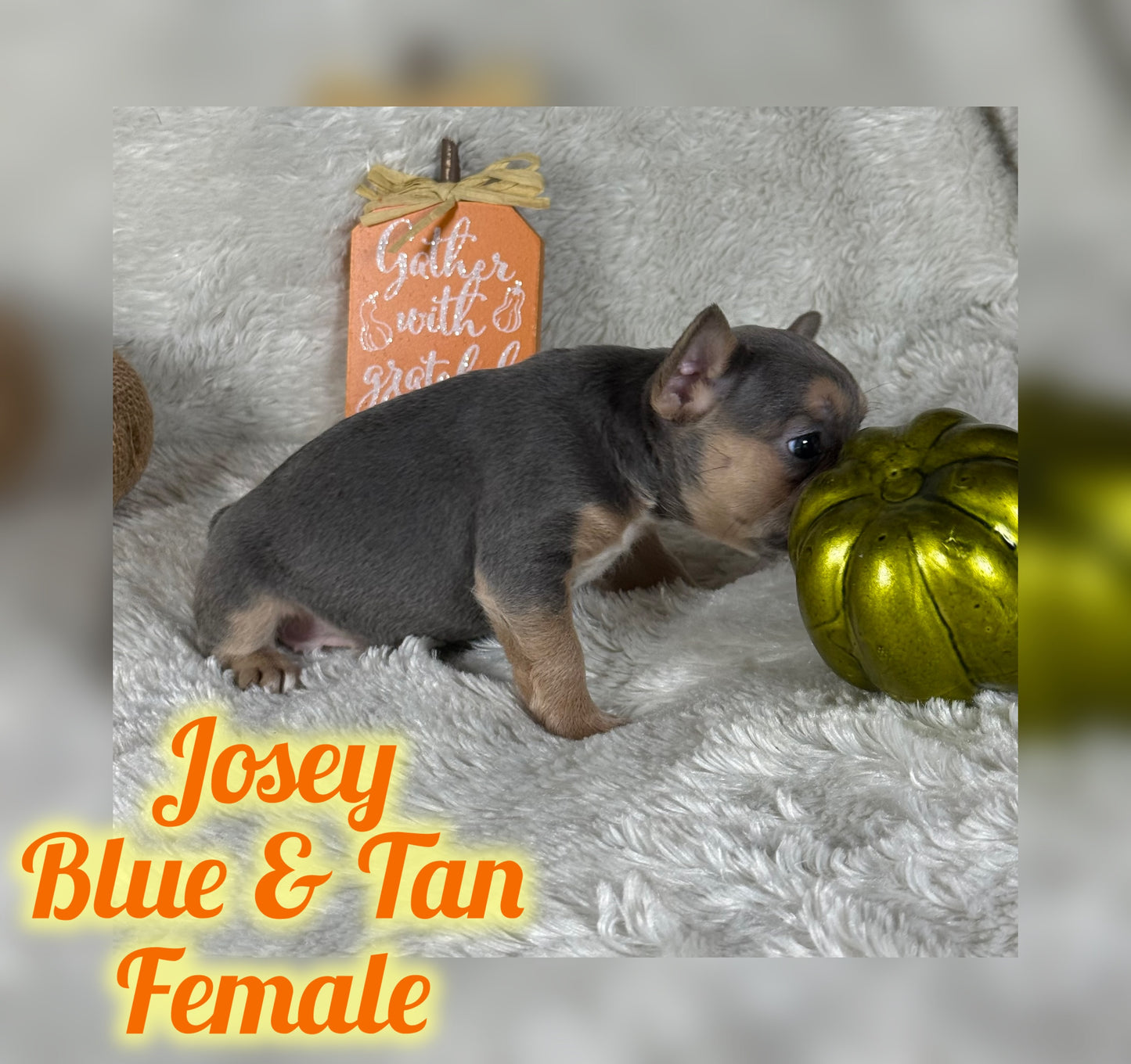 Josey - Blue & Tan - RESERVED