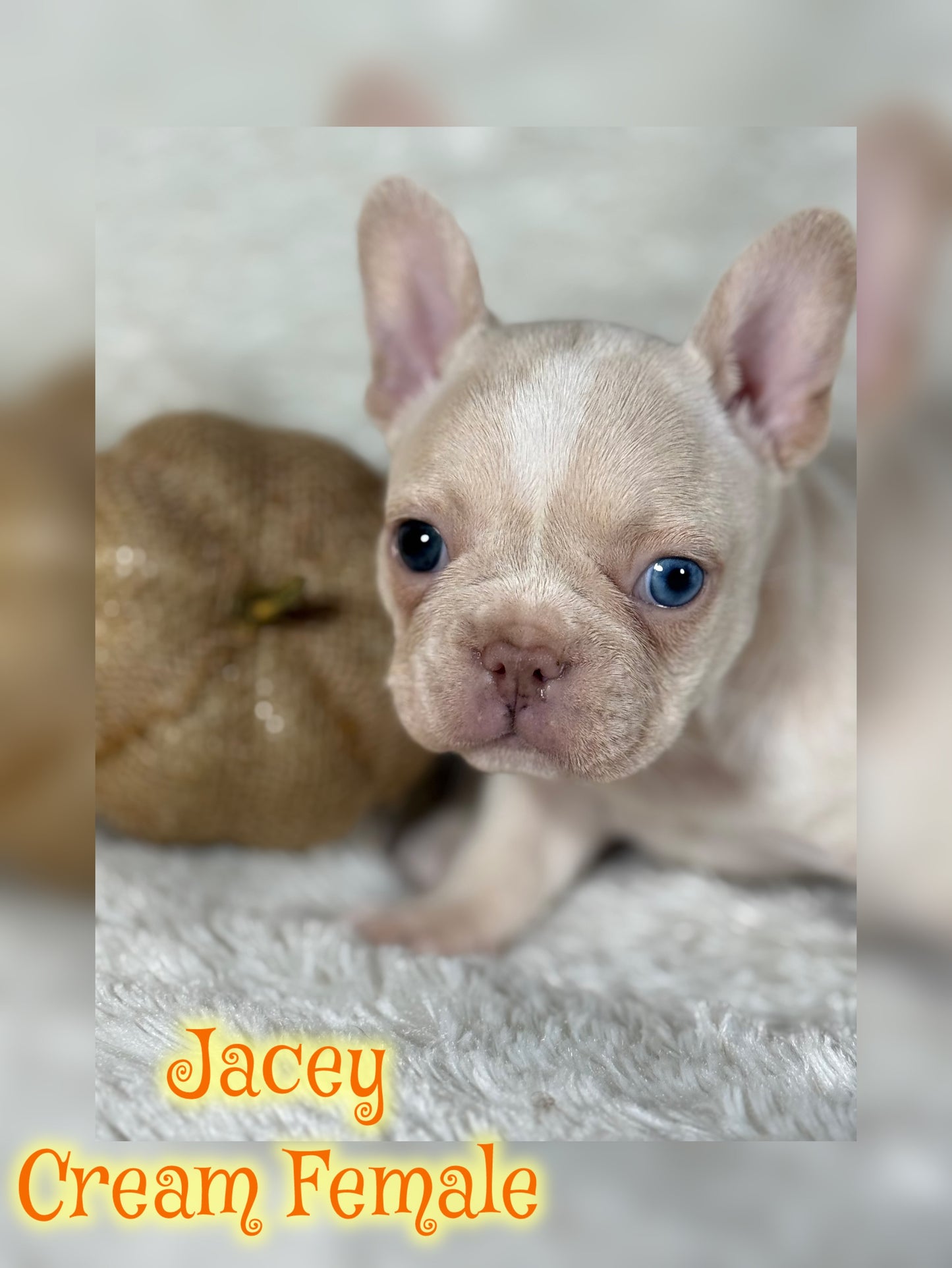 Jacey - Cream 1 BLUE eye