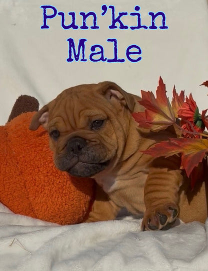 Pun’kin Male - English Bulldog