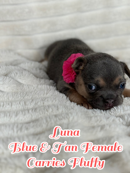 Luna - Feamle Blue & Tan Fluffy Carrier