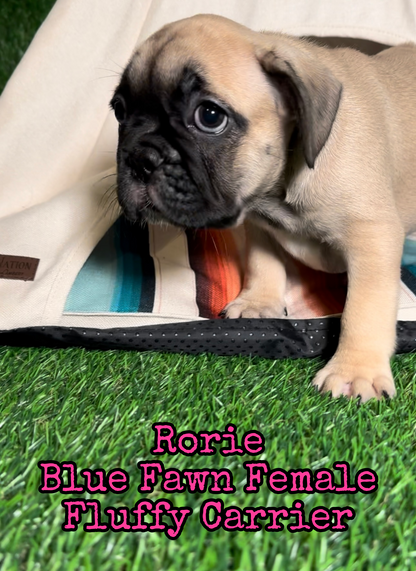 Rorie - Female Fawn - Reserved