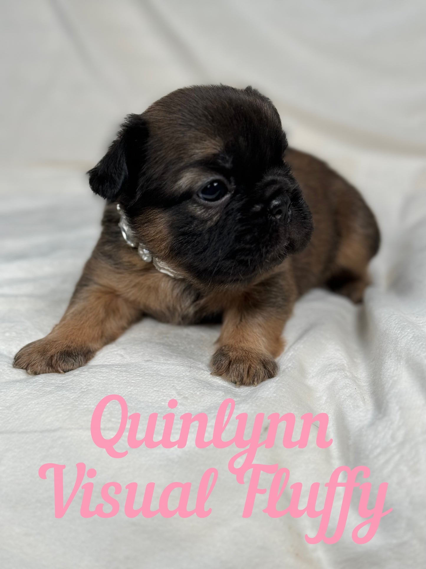 Quinlynn - Fawn Fluffy Female