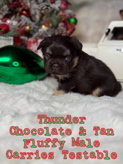 Thunder - Male Chocolate & Tan