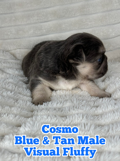 Cosmo - Male Blue & Tan Visual Fluffy - Reserved