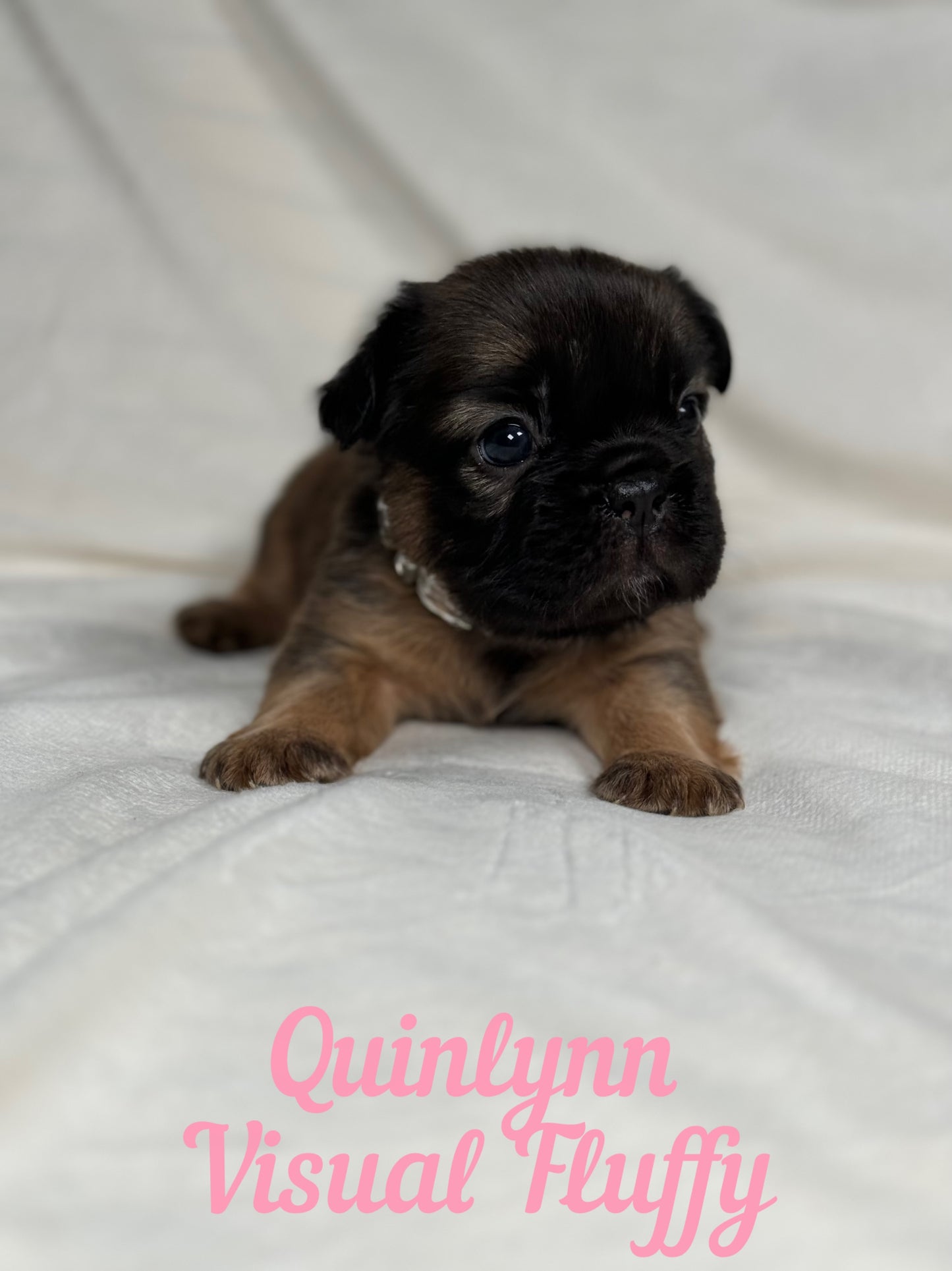 Quinlynn - Fawn Fluffy Female