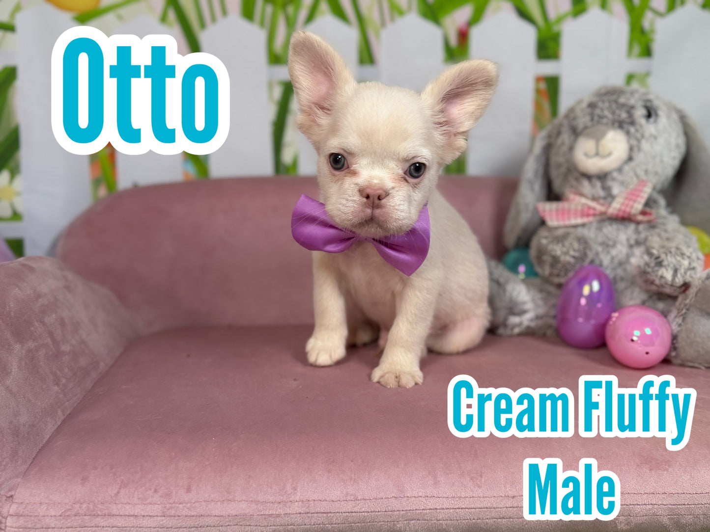 Otto - Cream Fluffy