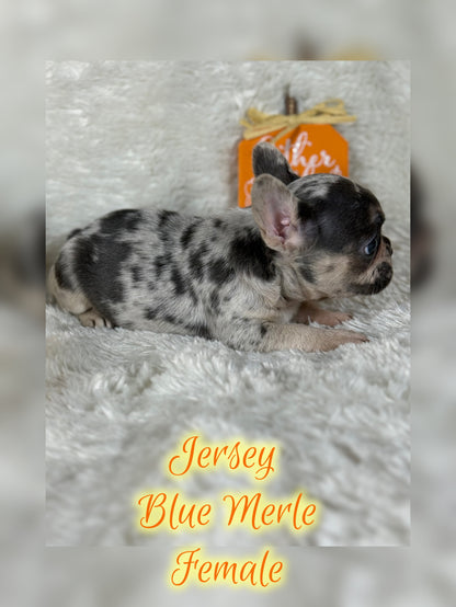 Jersey - Blue Merle