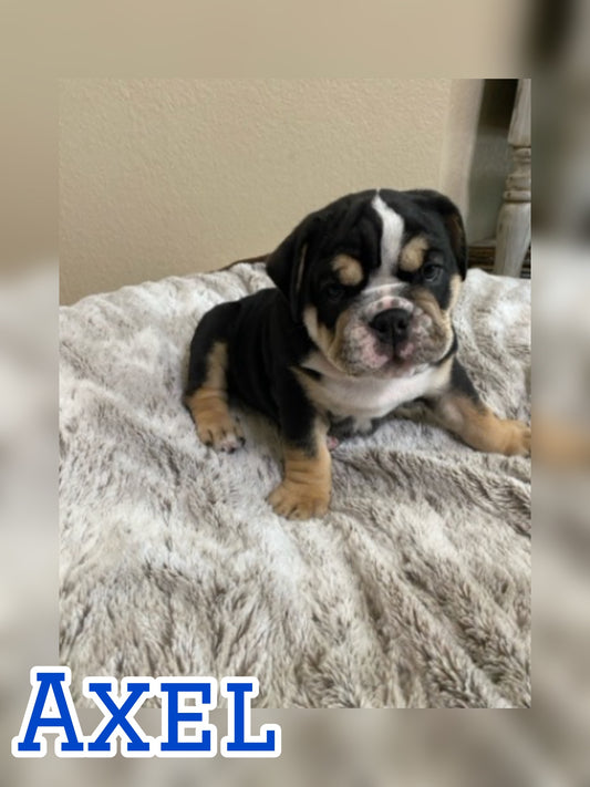 Axel - English Bulldog Black Tri