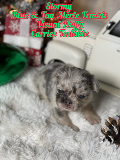 Stormy - Female Blue & Tan Merle