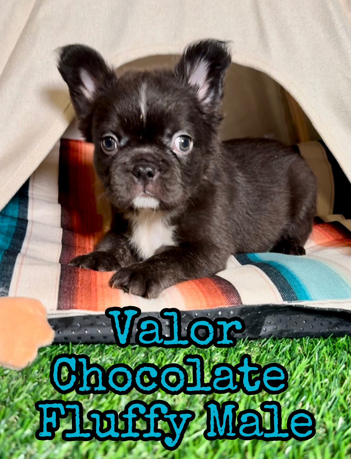 Valor - Male Chocolate Fluffy