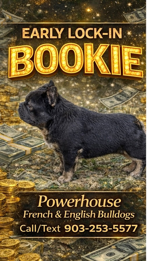 Bookie - Micro Blue & Tan Visual Fluffy Big Rope Carries Pink 12 Pounds EARLY INTRO $875