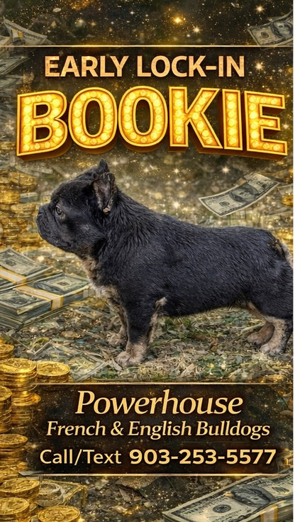 Bookie - Micro Blue & Tan Visual Fluffy Big Rope Carries Pink 12 Pounds EARLY INTRO $875