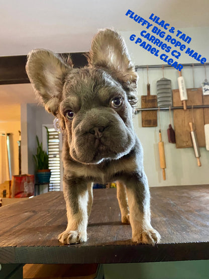 Pele - Lilac & Tan Fluffy Big Rope Carries C2 - Reserved