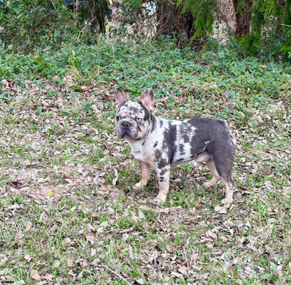 Pockets - Micro Merle Big Rope - Carries Pink & Fluffy 13 Pounds - EARLY INTRO $750