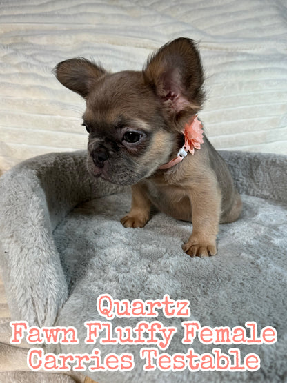 Quartz - Blue Fawn Fluffy Female