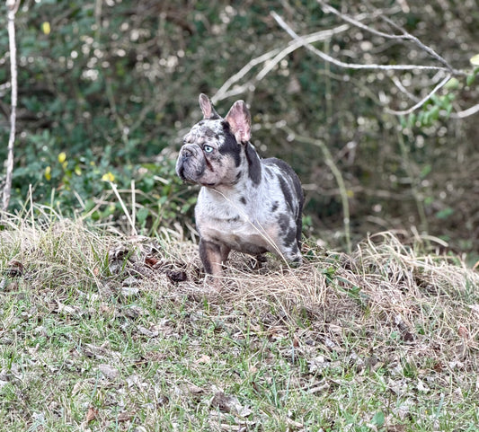 Pockets - Micro Merle Big Rope - Carries Pink & Fluffy 13 Pounds - EARLY INTRO $750