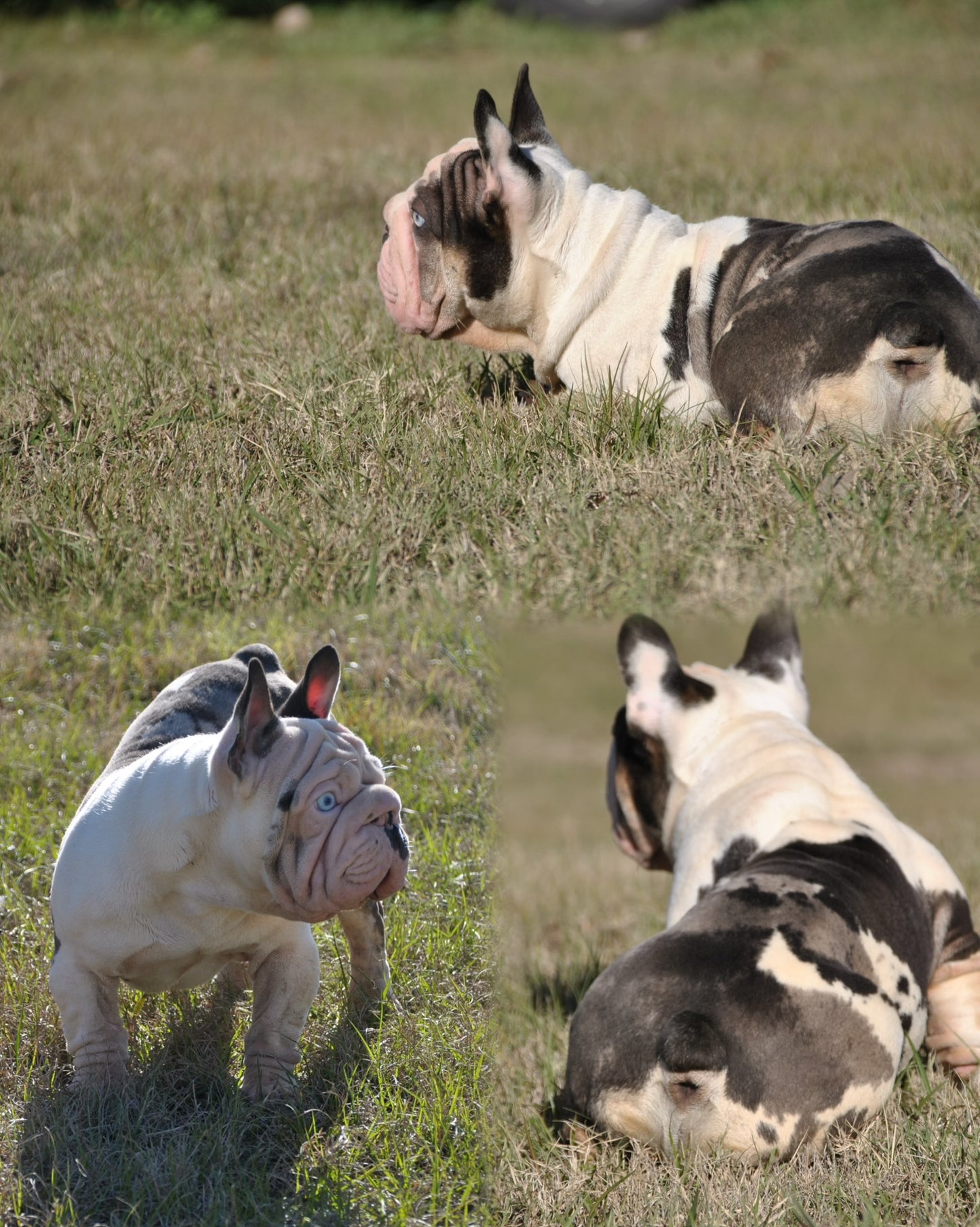 Bank Rollz - Koi Velvet Big Rope Carries Pink EARLY INTRO $1500