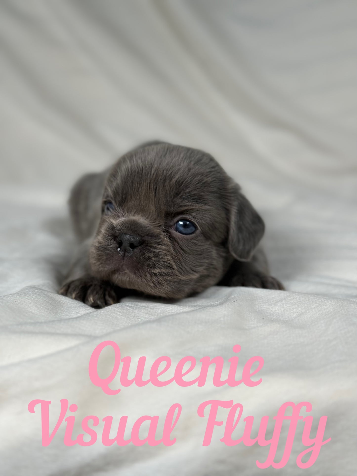 Queenie - Blue Visual Fluffy Female