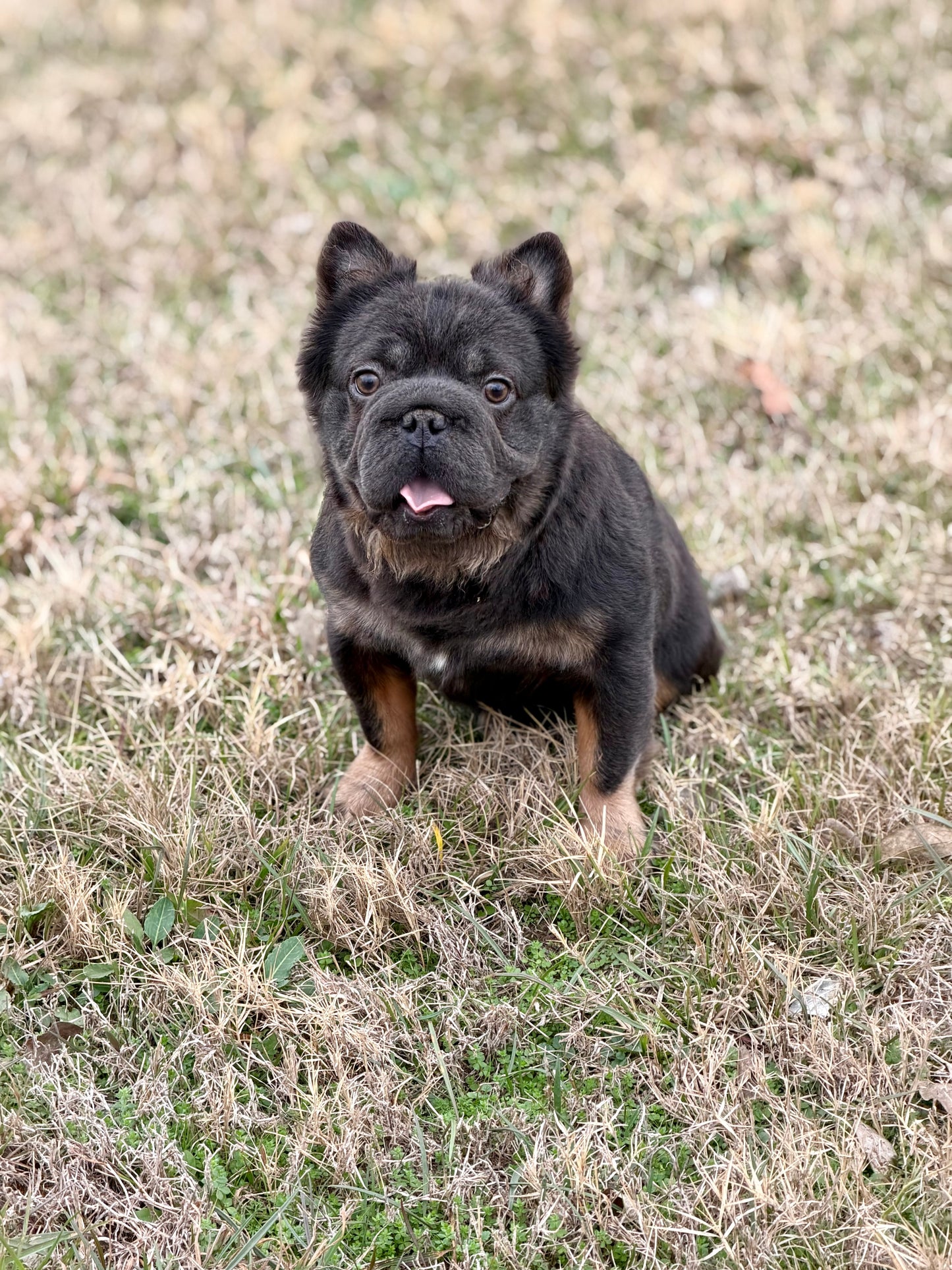 Bookie - Micro Blue & Tan Visual Fluffy Big Rope Carries Pink 12 Pounds EARLY INTRO $875
