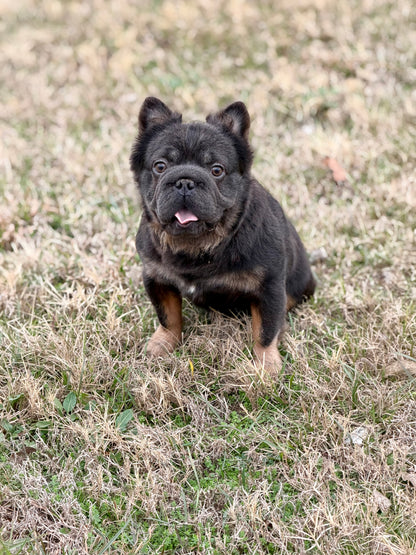 Bookie - Micro Blue & Tan Visual Fluffy Big Rope Carries Pink 12 Pounds EARLY INTRO $875